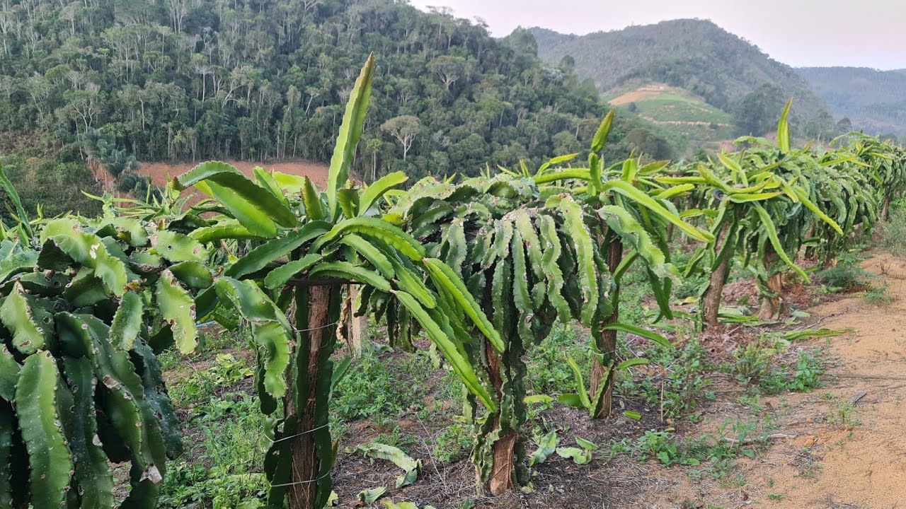 Como substituir uma variedade de pitaya ja adulta e não afetar a produção de frutos