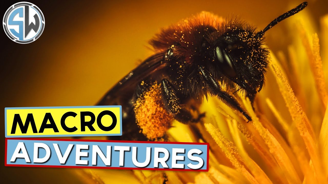 Finally, I got a good bee photo! - Macro Adventures.
