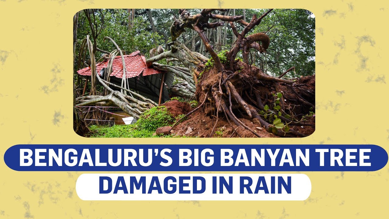 Bengaluru Rains Damage Big Banyan Tree | Dodda aalada mara