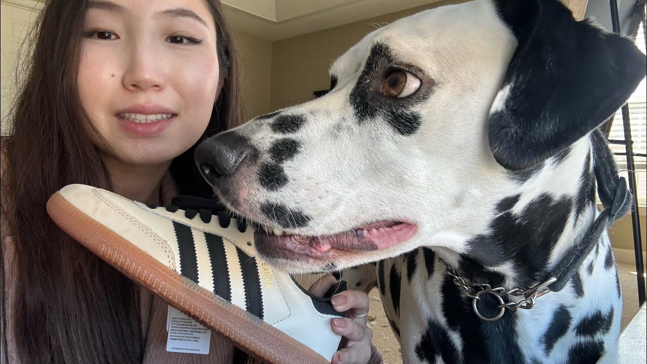 Unboxing Adidas Samba OG cream white sand strata with my dog 🐶