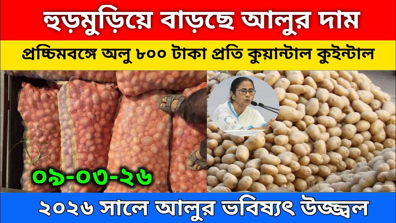 আজকের আলুর বাজার মূল্য/india potato news West bangal/Potato price today west bengal