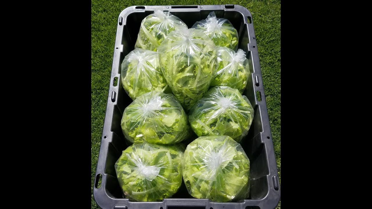 Harvesting and Packaging Lettuce