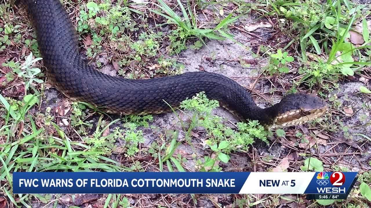 Brevard business warns of venomous Cottonmouth snakes in parking lot