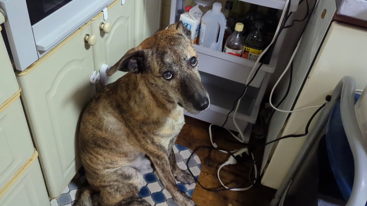 食欲に精神を完全に支配されている元猟犬　ドライフルーツが出来上がるのを永遠に待ち続ける