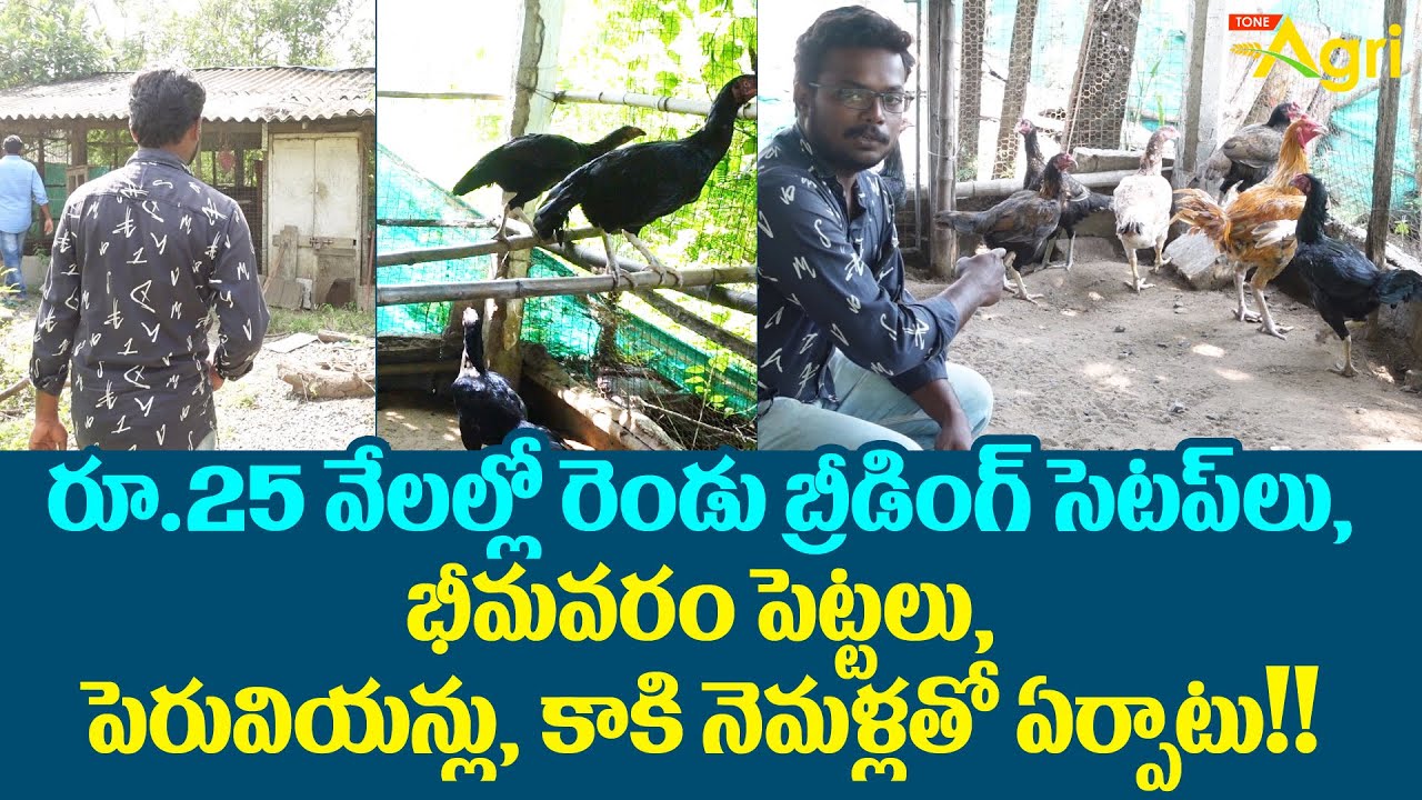 Peruvian Breed Farming in Telugu | రూ.25వేలల్లో రెండు బ్రీడింగ్ సెటప్‌లు.. భీమవరం, పెరు..! Tone Agri