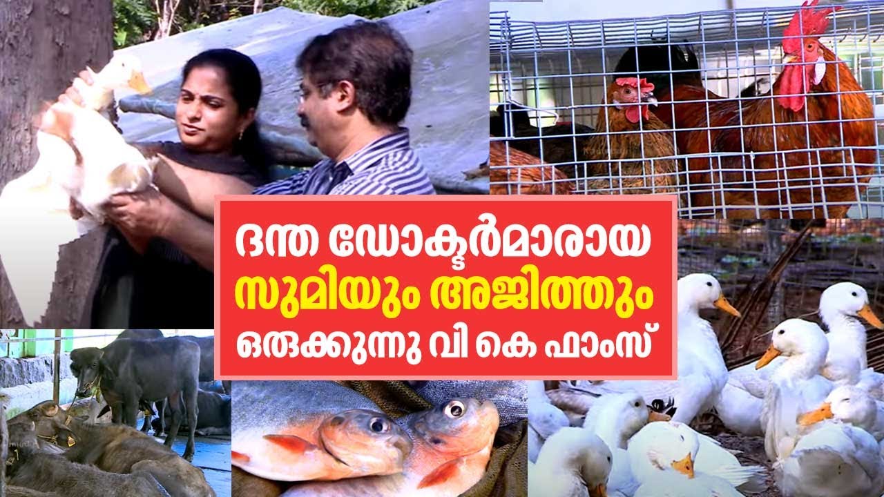 ദന്ത ഡോക്ടർമാരായ സുമിയും അജിത്തും ഒരുക്കുന്നു വി.കെ.ഫാംസ്‌ | VK Farms Kollam | Haritham Sundaram 365