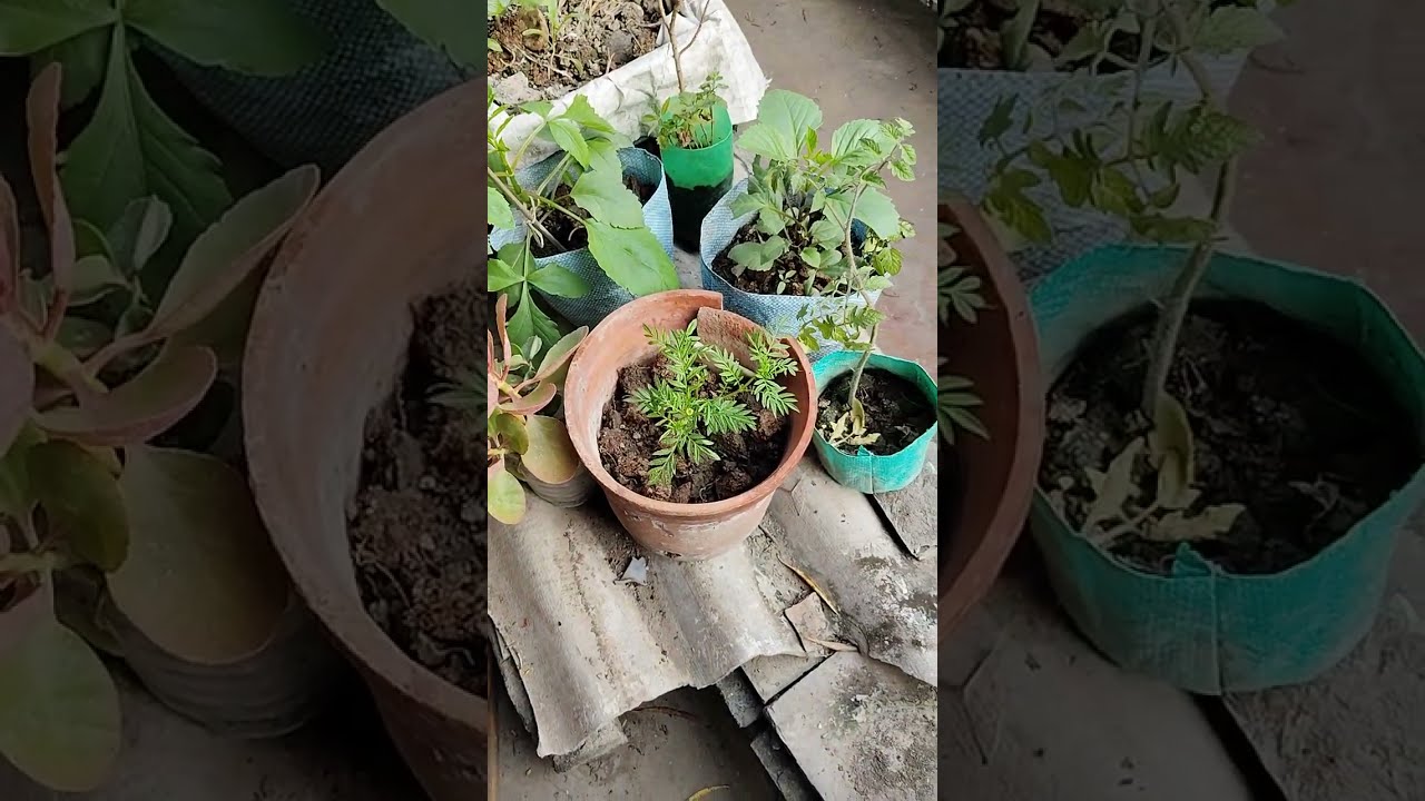 শীতের গাছে কম রোদ পরছে বলে শীতের গাছ গুলো কে সামনে রেখে গরমের গাছ গুলো কে পেছনে দিলাম ।