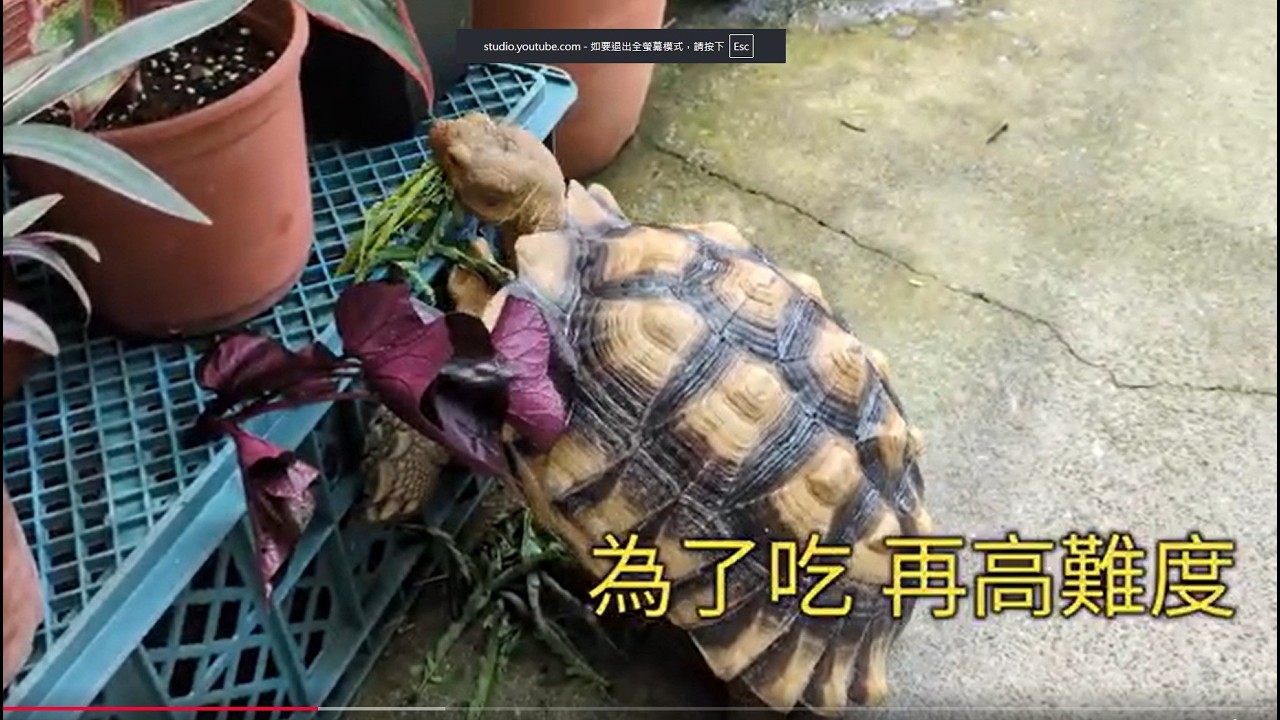 蘇卡達!抬頭運動!掛高食材!跟者A喜來運動!