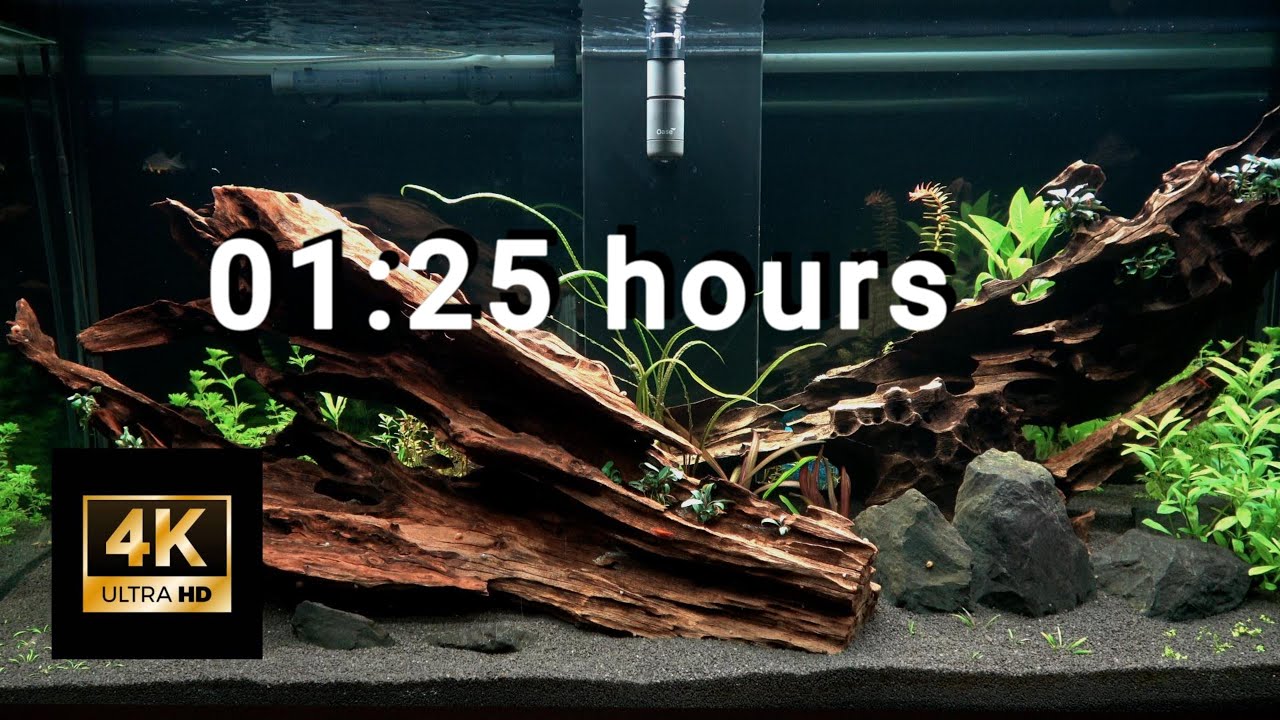 4K Aquarium zur Entspannung |Ruhige Unterwasserwelt 11.Woche  1,25 Stunden #aquascape #aquarium #4k