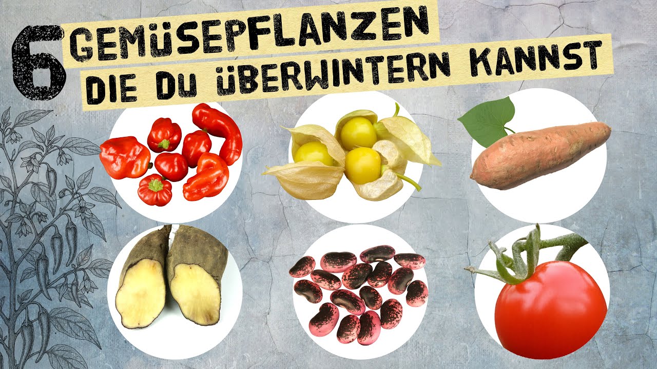 6 Gemüsepflanzen, die du im Haus überwintern kannst – Tipps nicht nur für Chili, Tomaten & Co.