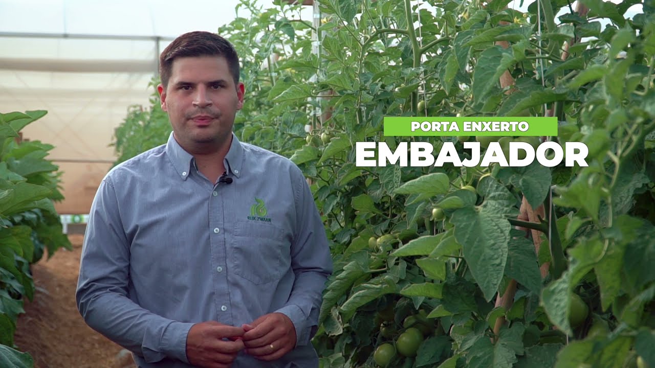 Porta-enxerto para tomate Embajador RZ