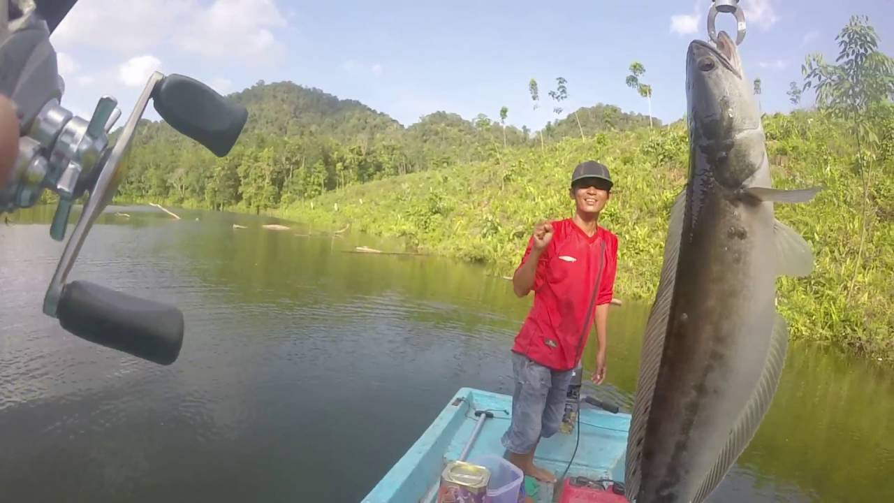 daiwa D Popper frog  2015