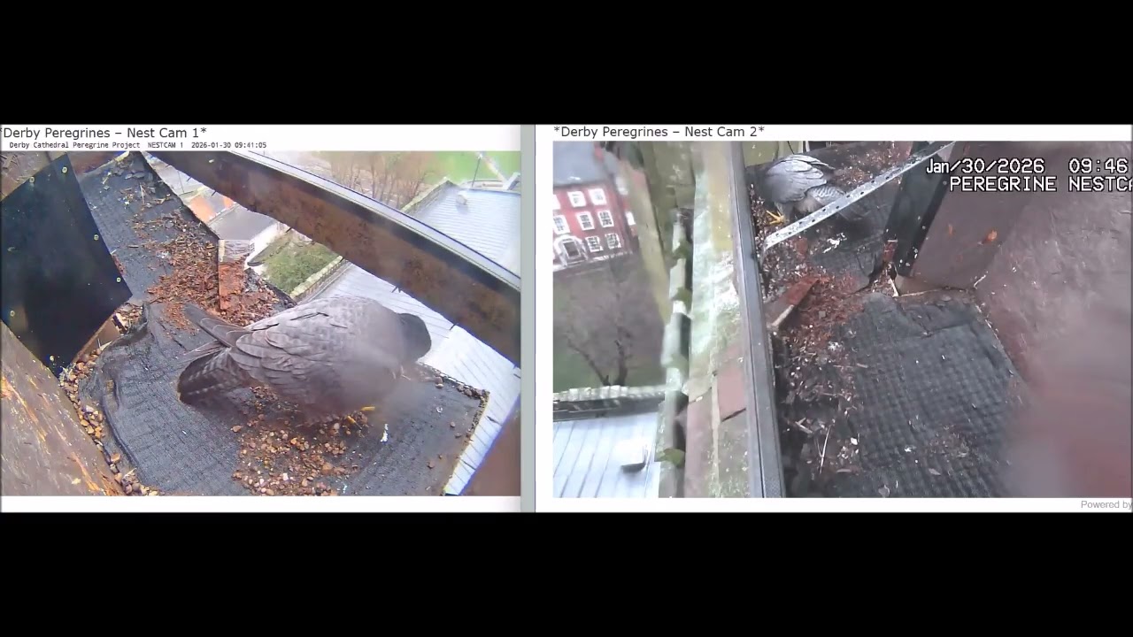 Derby Peregrines 'Kissy' bonding session 30th Jan 2026