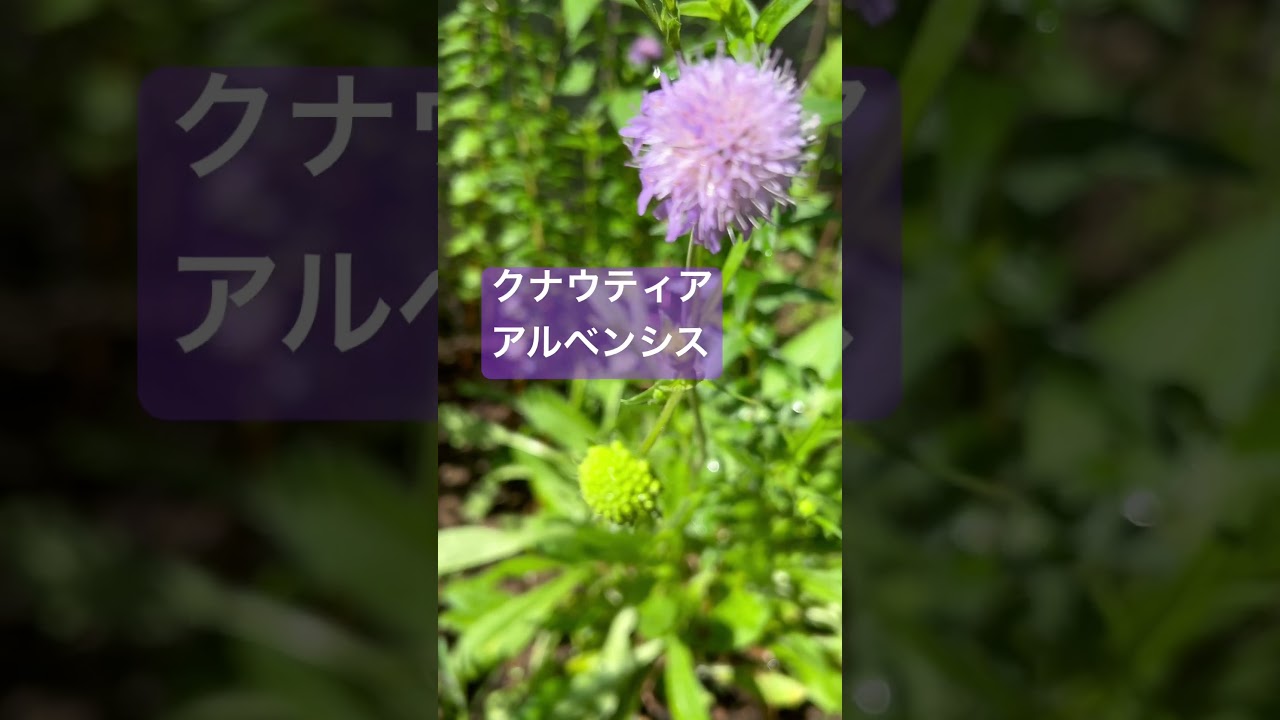 2023年7月　#庭の花々 #40代の休日 #クナウティアアルベンシス　#shorts