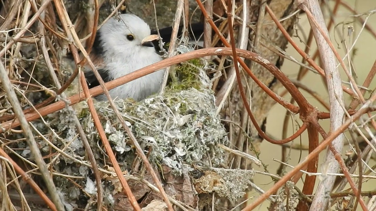 RANIUSZEK  Aegithalos caudatus