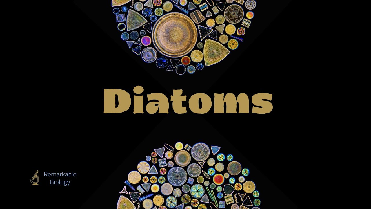 What are diatoms?