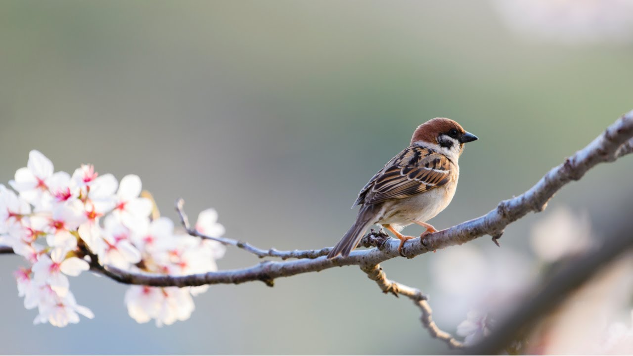 Sparrows --Jesus teaches about worry and anxiety.