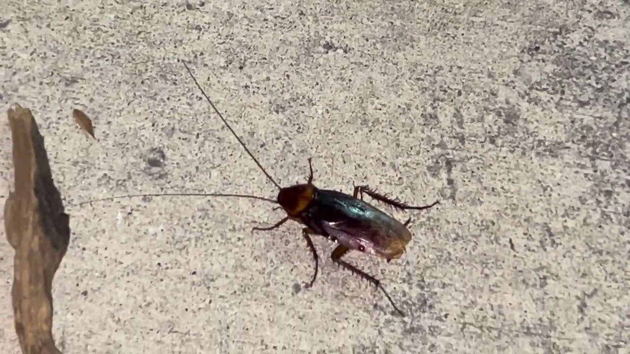 American Cockroach! 🪳 🤩😱
