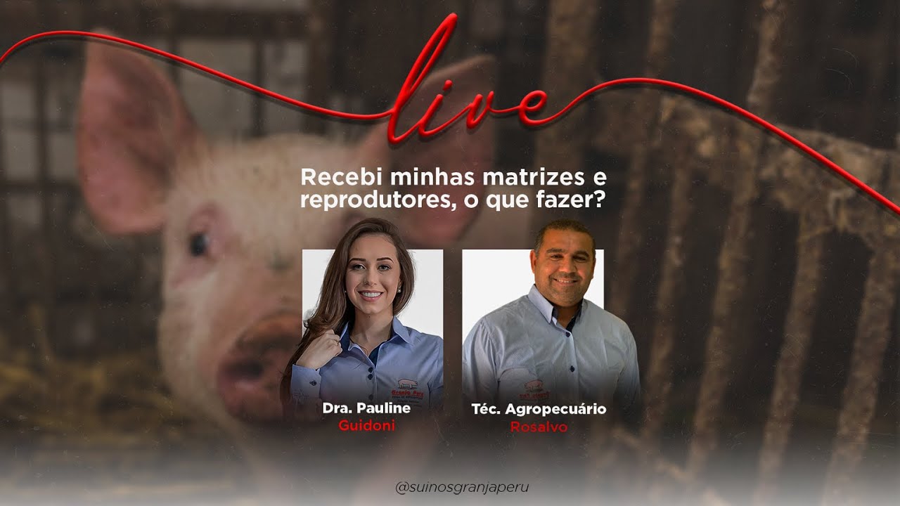 Recebi minhas matrizes e reprodutores suínos da Granja Peru, o que fazer?