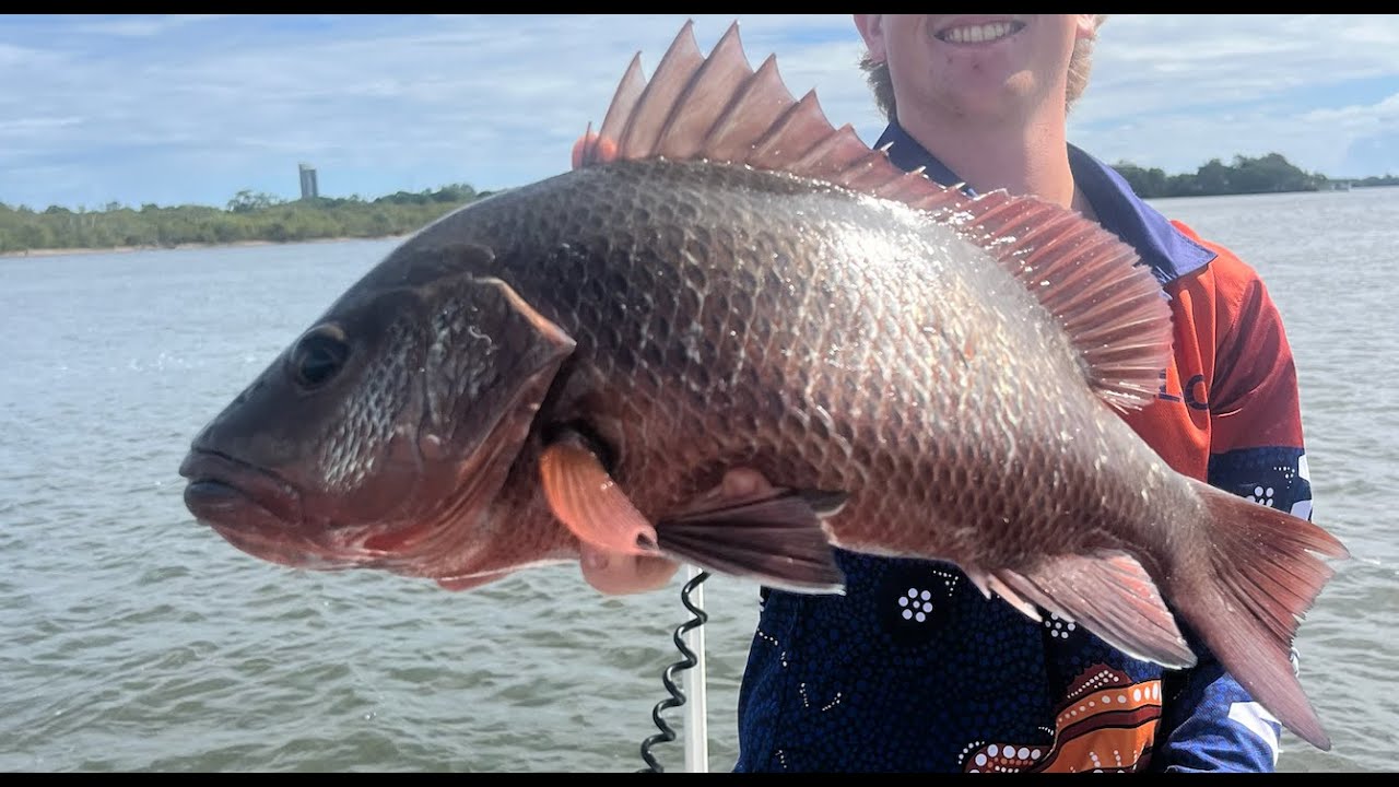 From Flathead to Jacks | Tweed River NSW Multi-Species Lure Fishing