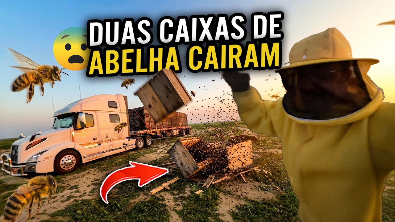 DUAS CAIXAS DE ABELHAS CAÍRAM🐝🇺🇸 abelhas 🐝 morreram 🐝🙈