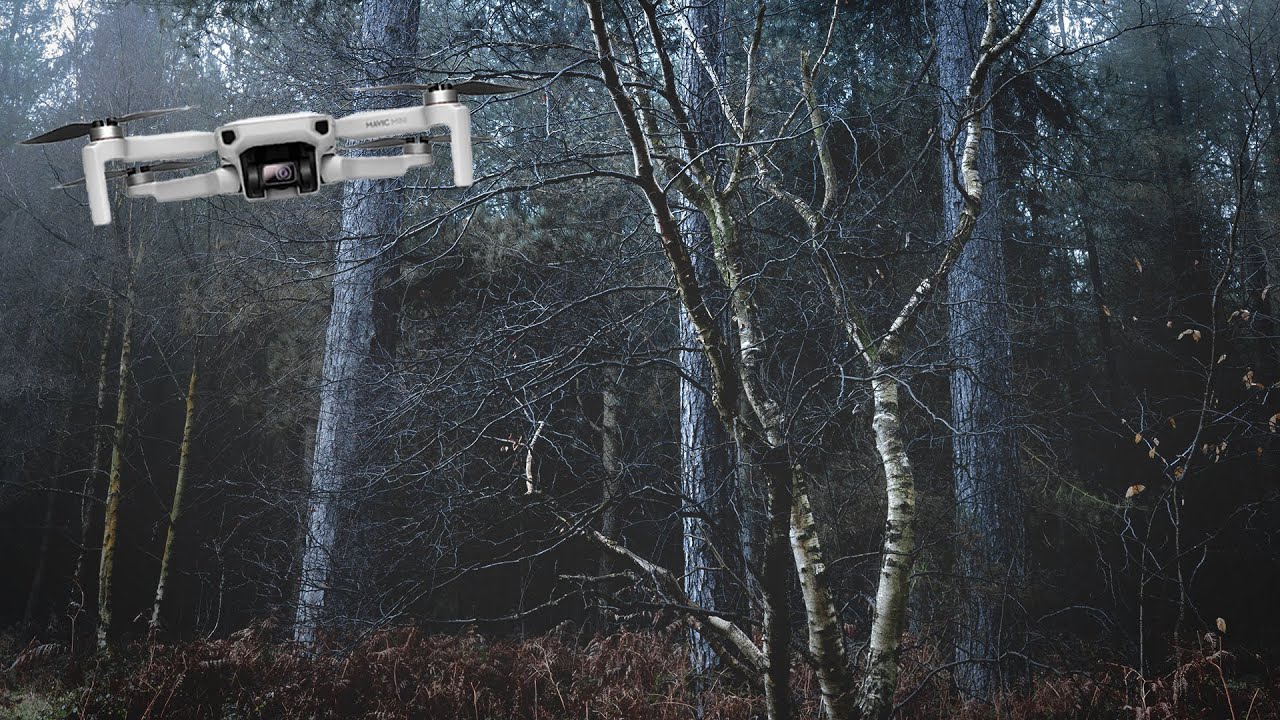 Foggy Pine Forest Photography With Mavic Mini Drone Footage