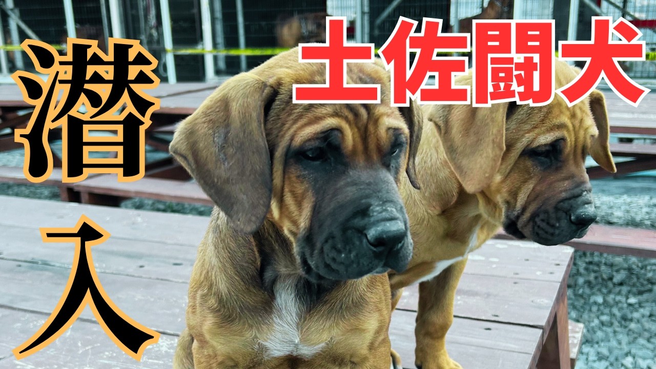 【希少体験】強靭さと可愛さのギャップがたまらない