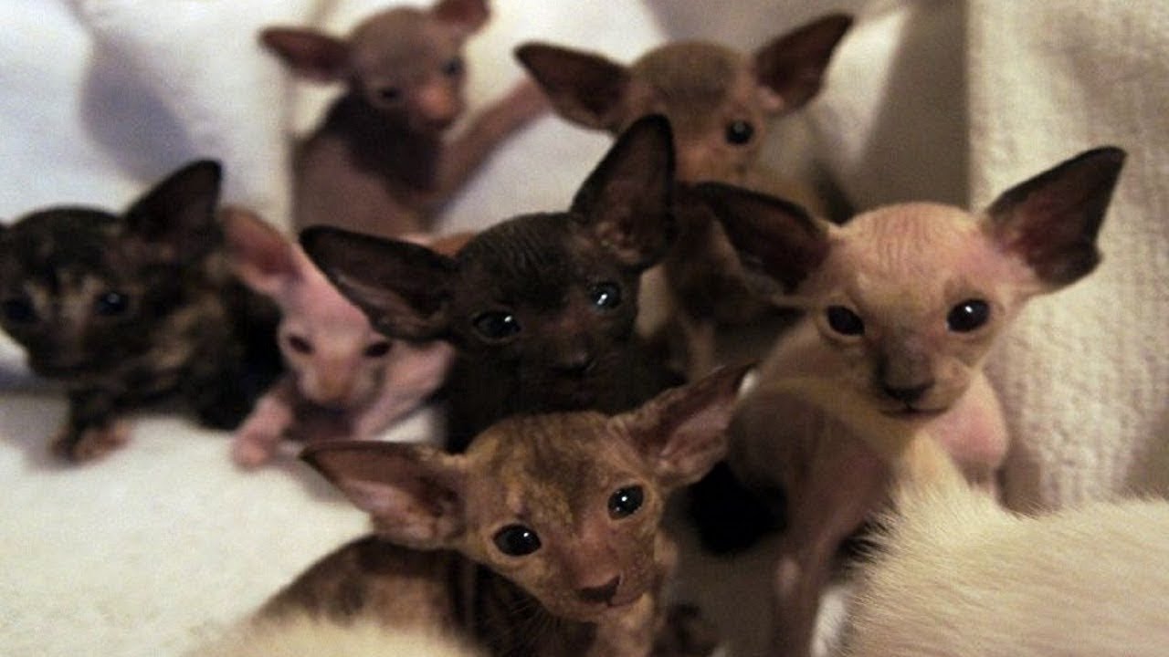 Cute Oriental Kittens Compilation