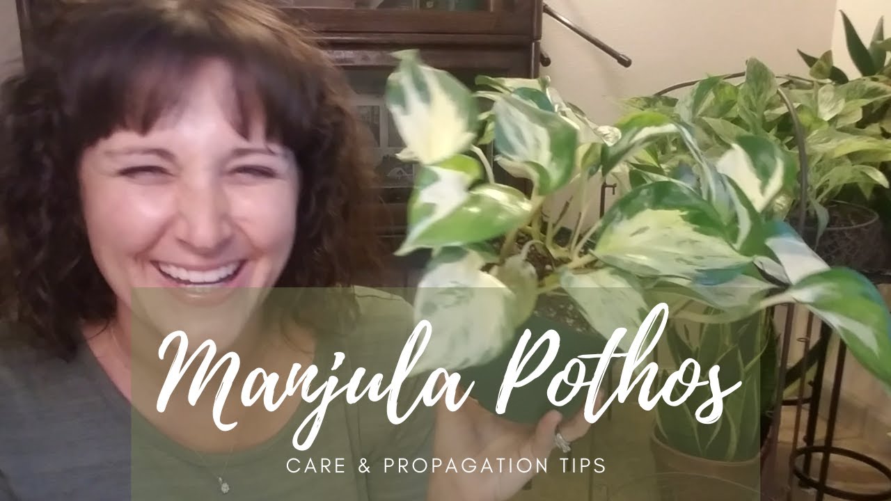 Manjula Pothos | Complete Care Guide