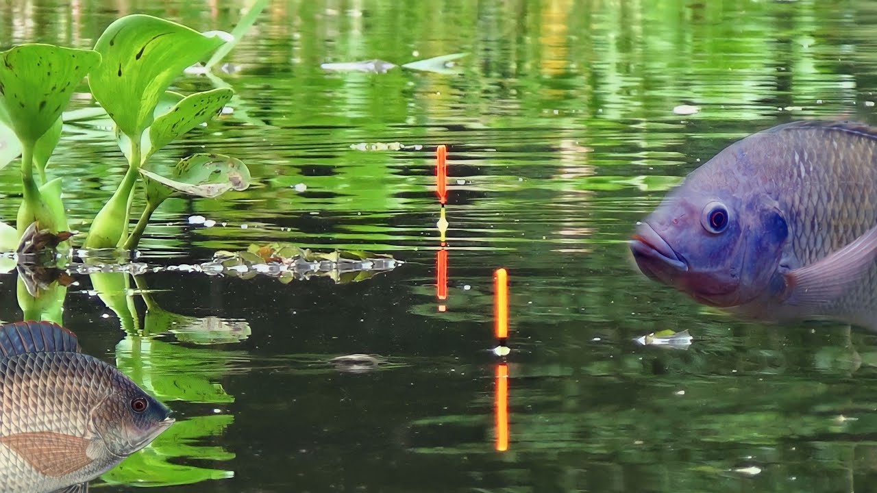 ESSEN JITU IKAN NILA RAWA RONTEK || UMPAN JITU