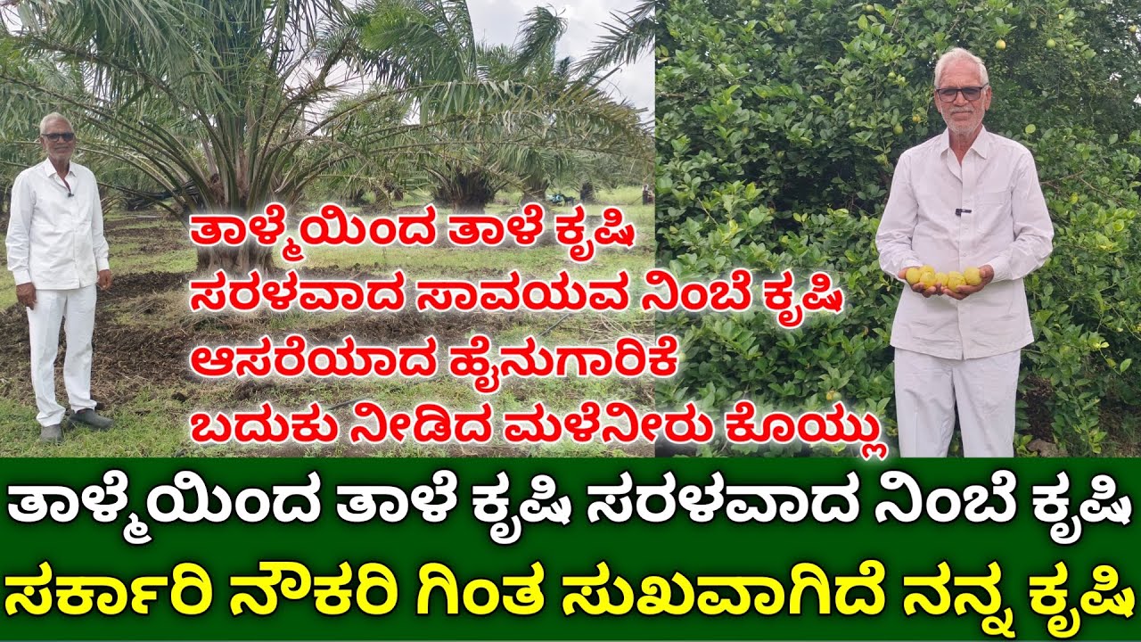 ತಾಳ್ಮೆಯಿಂದ ತಾಳೆ ಕೃಷಿ ಸರಳ ನಿಂಬೆ ಕೃಷಿ | oil palm cultivation kannada | organic lemon farming kannada