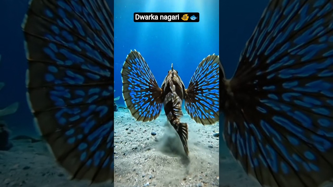 🐠 દ્વારકા નગરી પાણીની નીચે મળી રહસ્યમય માછલીઓ સાથે | Underwater Dwarka Nagari 2026  | #underwater
