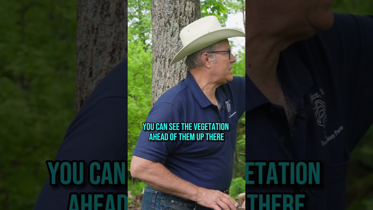 How Joel Salatin Raises Pigs on Polyface Farm