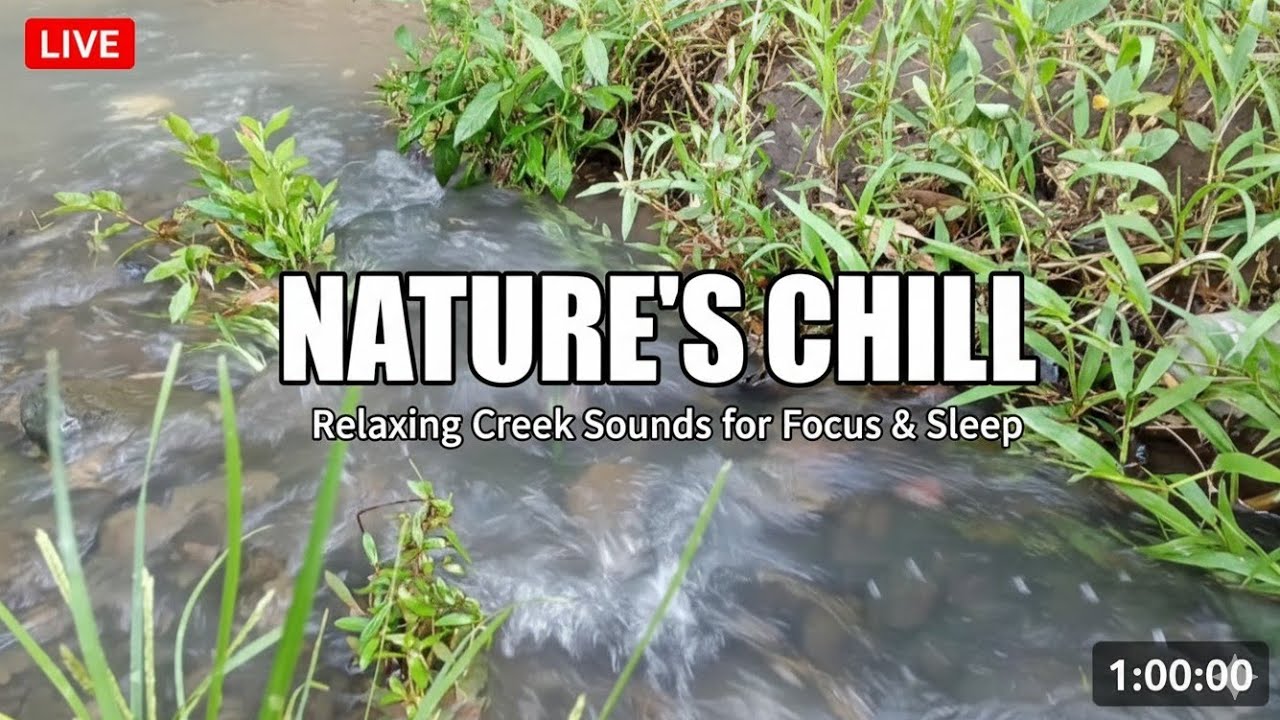 Secret Forest Stream: 1 Hour Hidden Nature Sounds
