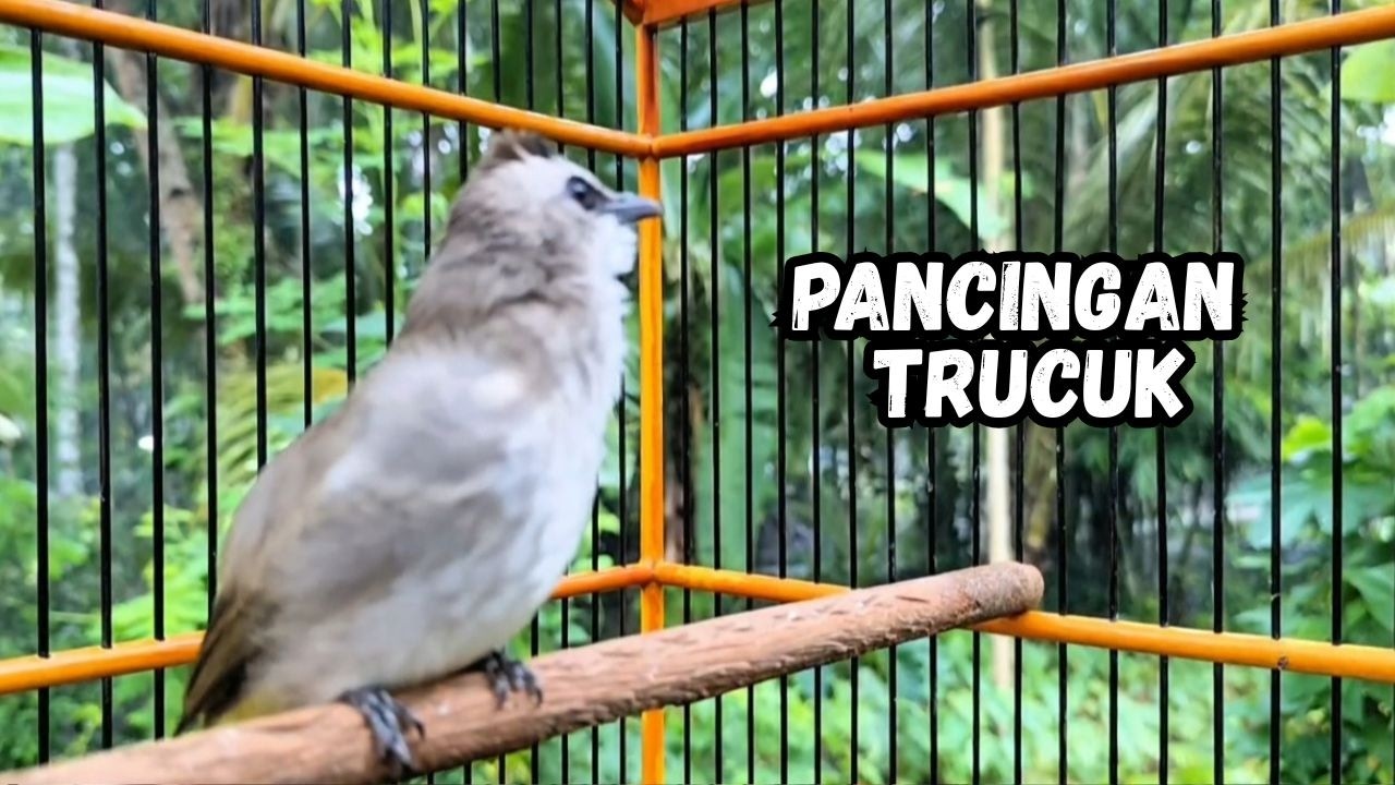Masteran TRUCUKAN GACOR Ngalas Tarung ROPEL Paling Bagus Untuk Pancingan TRUCUK Agar Bunyi Nyaut