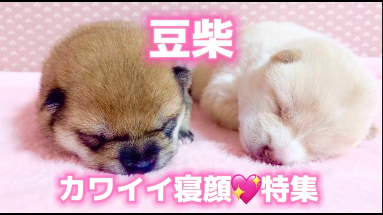 ［癒し動画］豆しば子犬のとびきりカワイイ寝顔💖特集❗️❗️