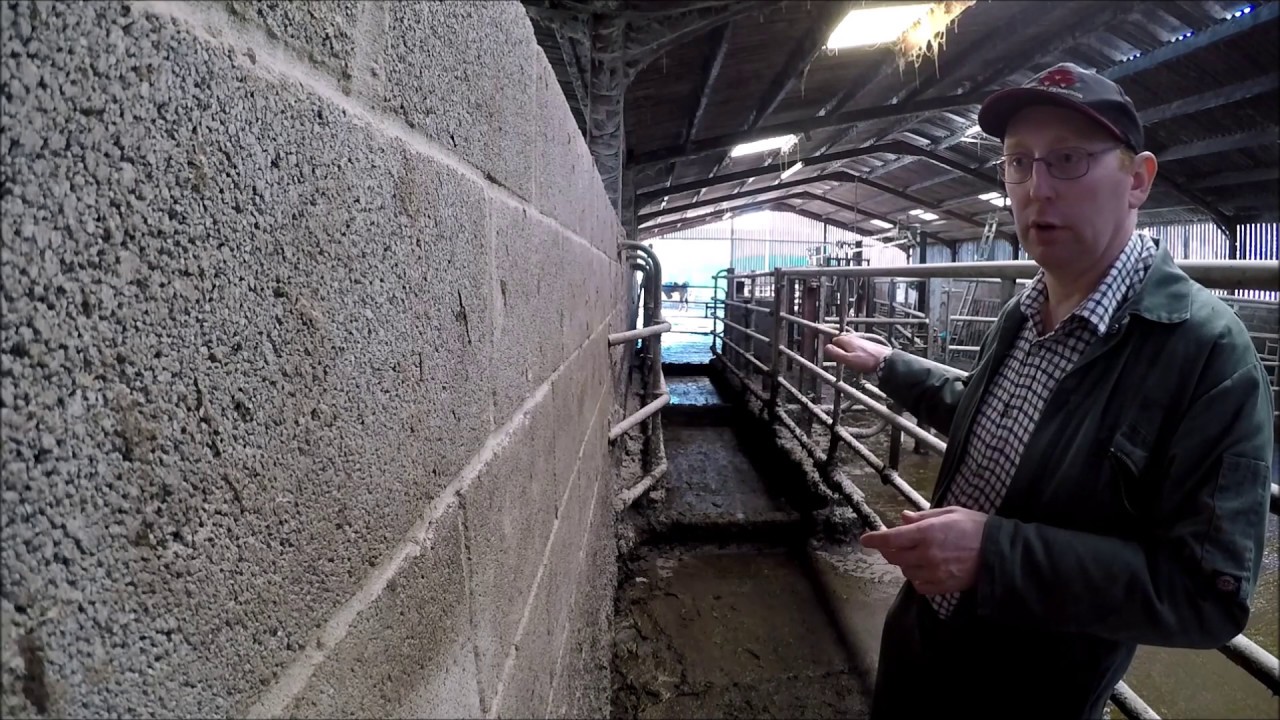 Livestock farm winter jobs. Part 5. Footbathing dairy cows.
