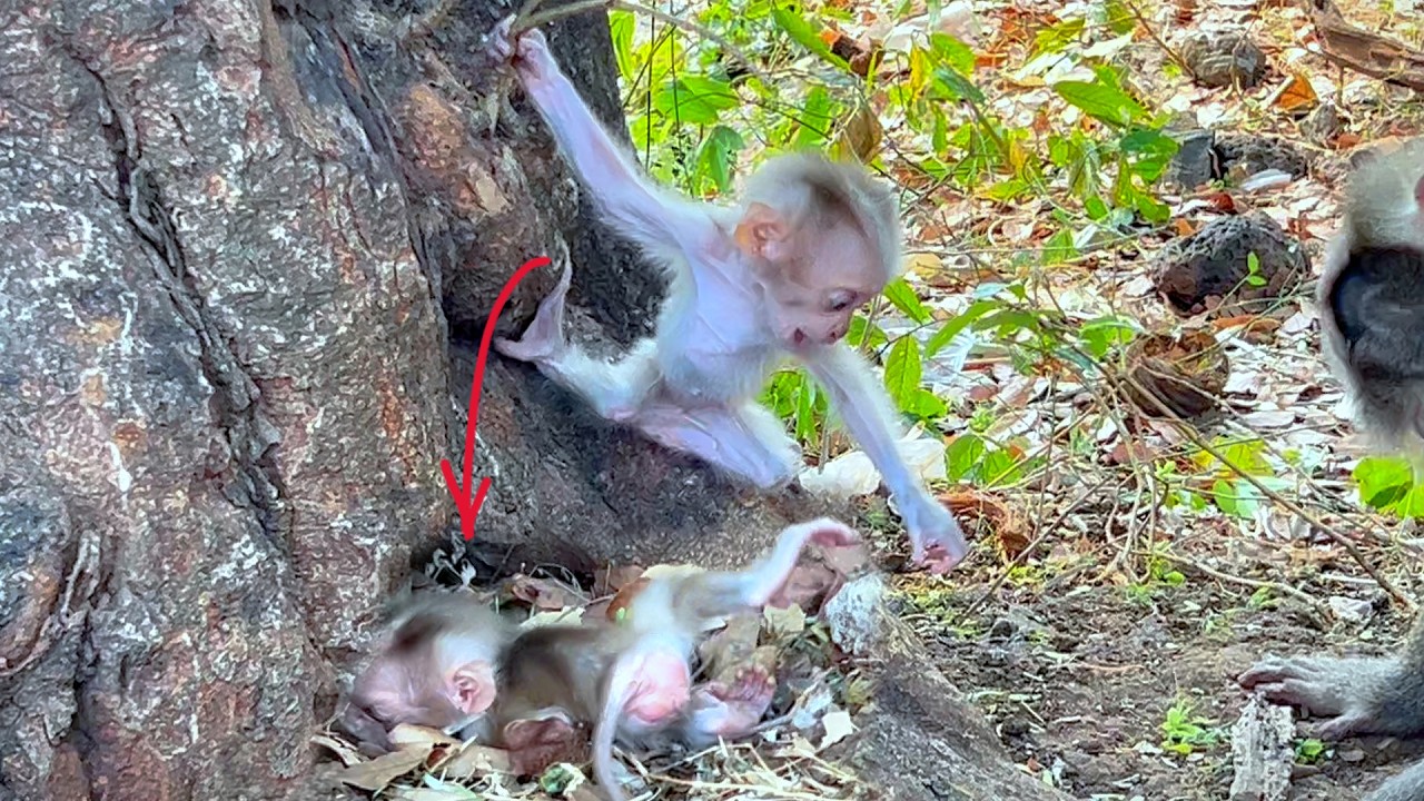 Learning Moment  Baby Monkey Briefly Slips While Practicing on the Tree 💛🐒.