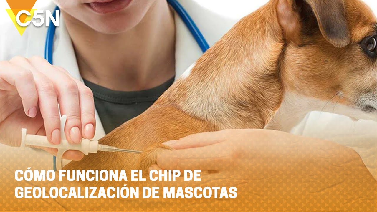 CÓMO FUNCIONA el CHIP GEOLOCALIZADOR de las MASCOTAS