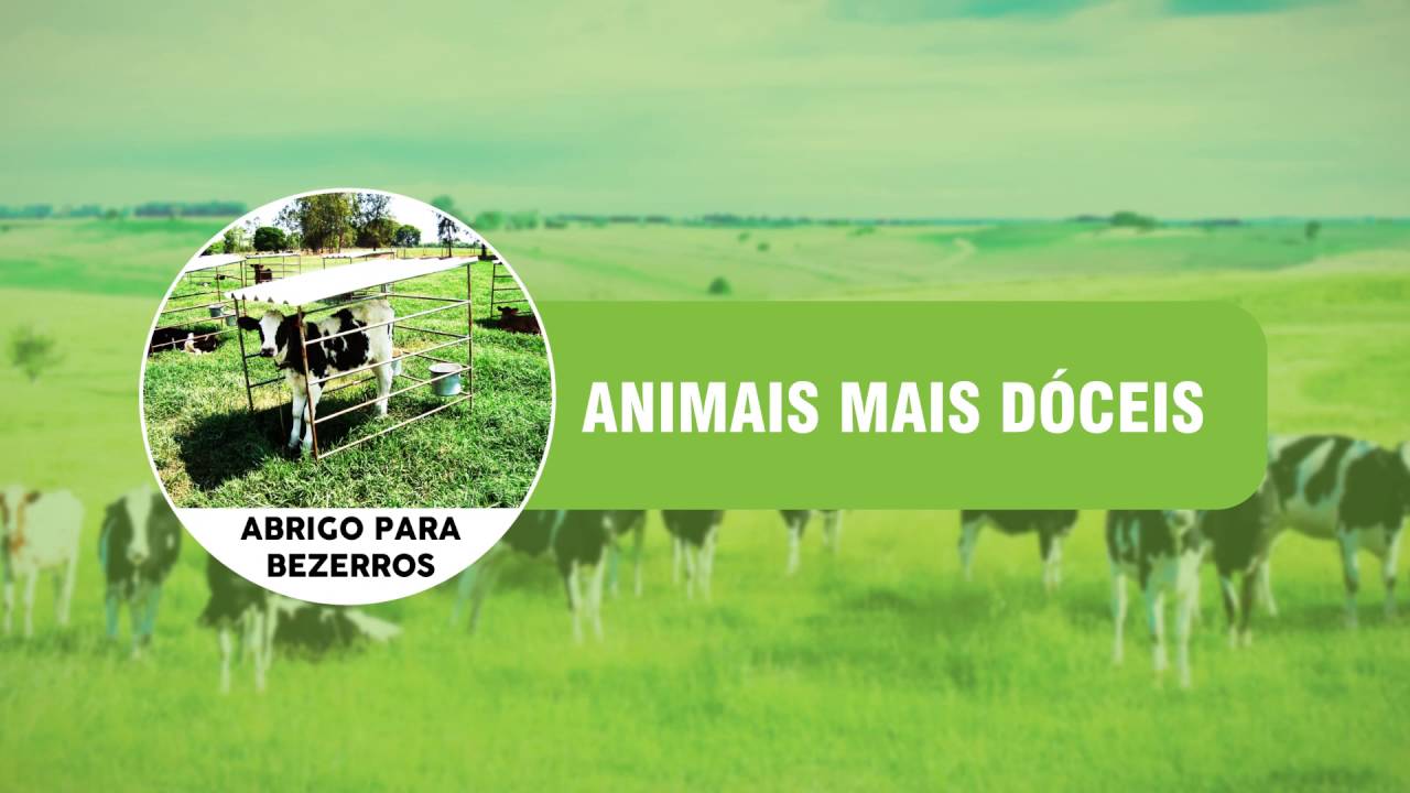 Abrigo para bezerros - protect