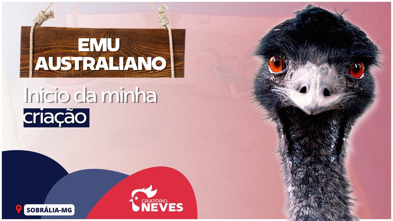 Inicio da minha criação de EMU AUSTRALIANO