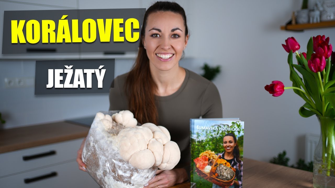 HOUBA NA MOZEK - KORÁLOVEC JEŽATÝ - PĚSTOVÁNÍ HUB DOMA - NÁVOD