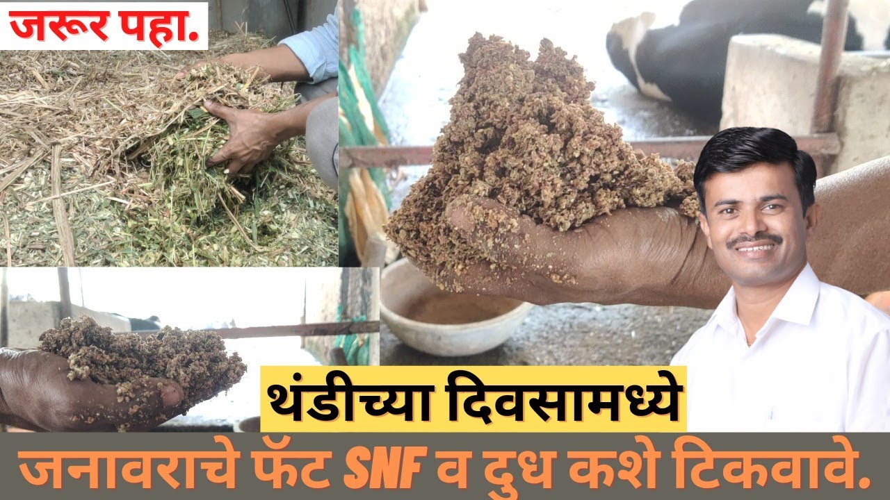 थंडीच्या दिवसांत म्हैस आणि गायीचे फॅट , SNF, व दुध कशे टिकवायचे. एकदा जरूर पहा.🙏