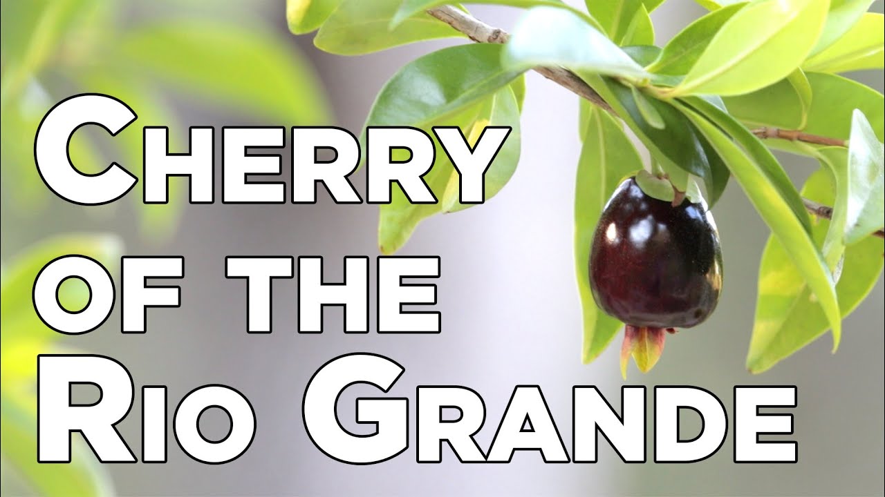 Tasting Cherry of the Rio Grande