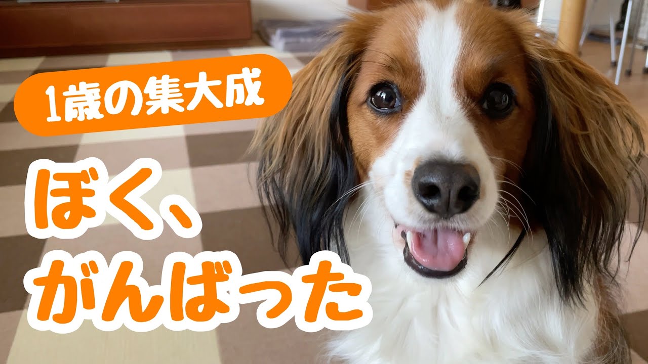 これまで覚えたトリック（芸）を披露！もうすぐ2歳のコイケル【コーイケルホンディエ】