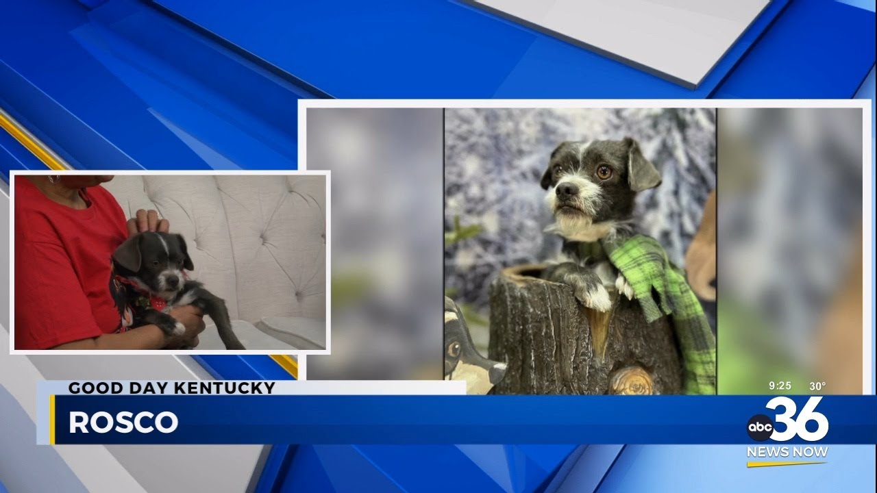 Rosco's Modern Life: In search for a forever home