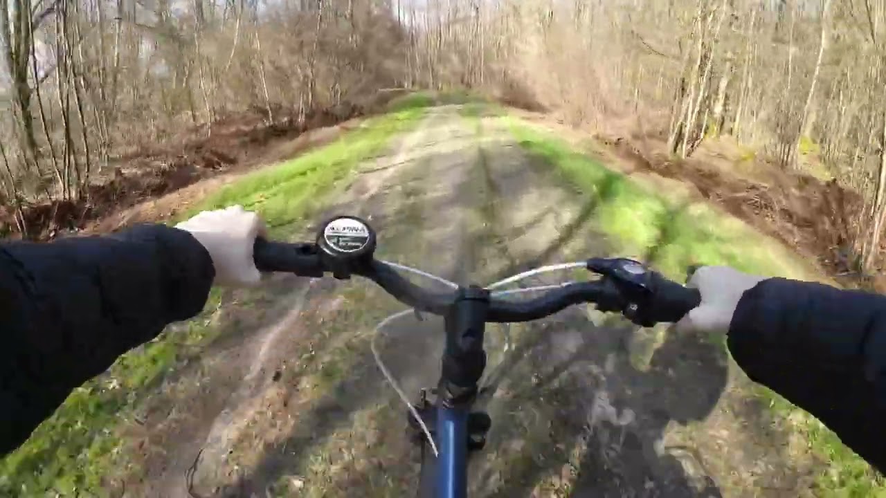Cycling in the forest