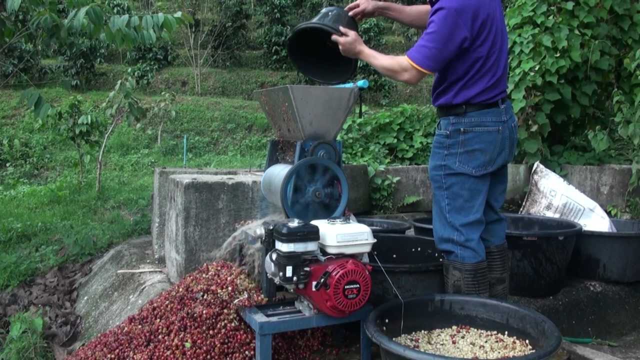 CMU Coffee Plantation Chiang Mai 0.1.mp4