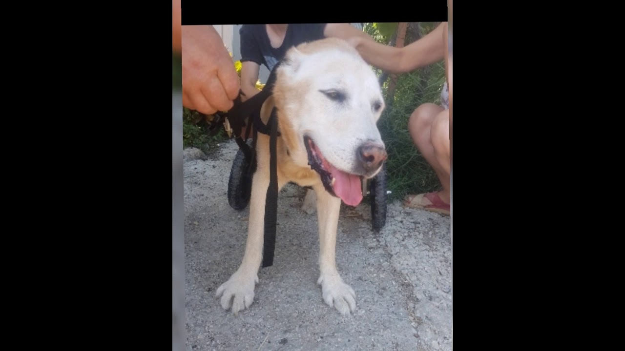 Morning with my 15 years old labrador in dog wheelchair