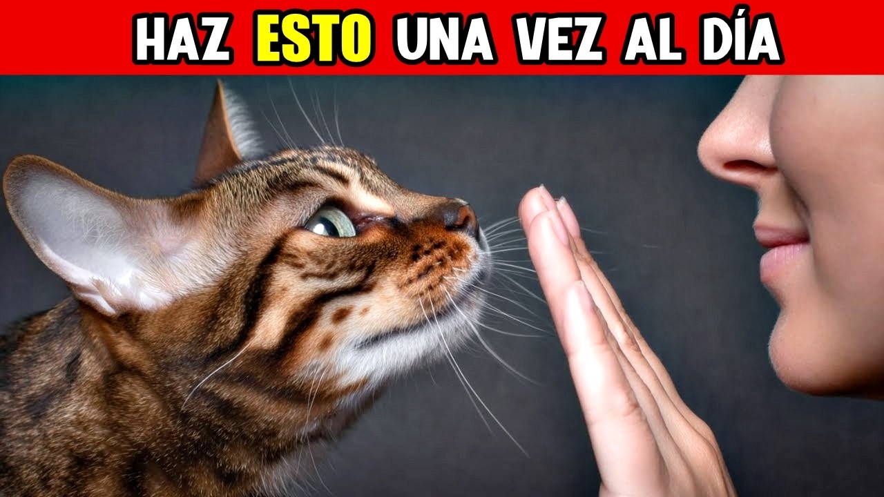 Haz Estas 6 Cosas Cada Día — Así Tu Gato Sabe Que Lo Amas De Verdad 😻